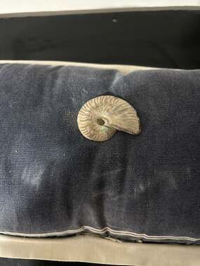 Small Iridescent Cleoniceras Ammonite Fossil Specimen from Madagascar